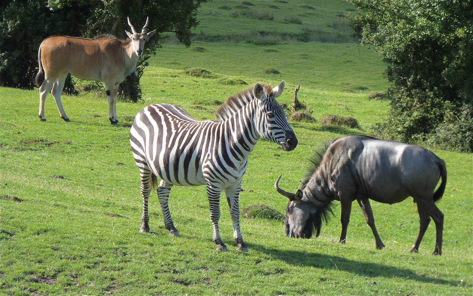 Eland, Grants Zebra and Wildebeest