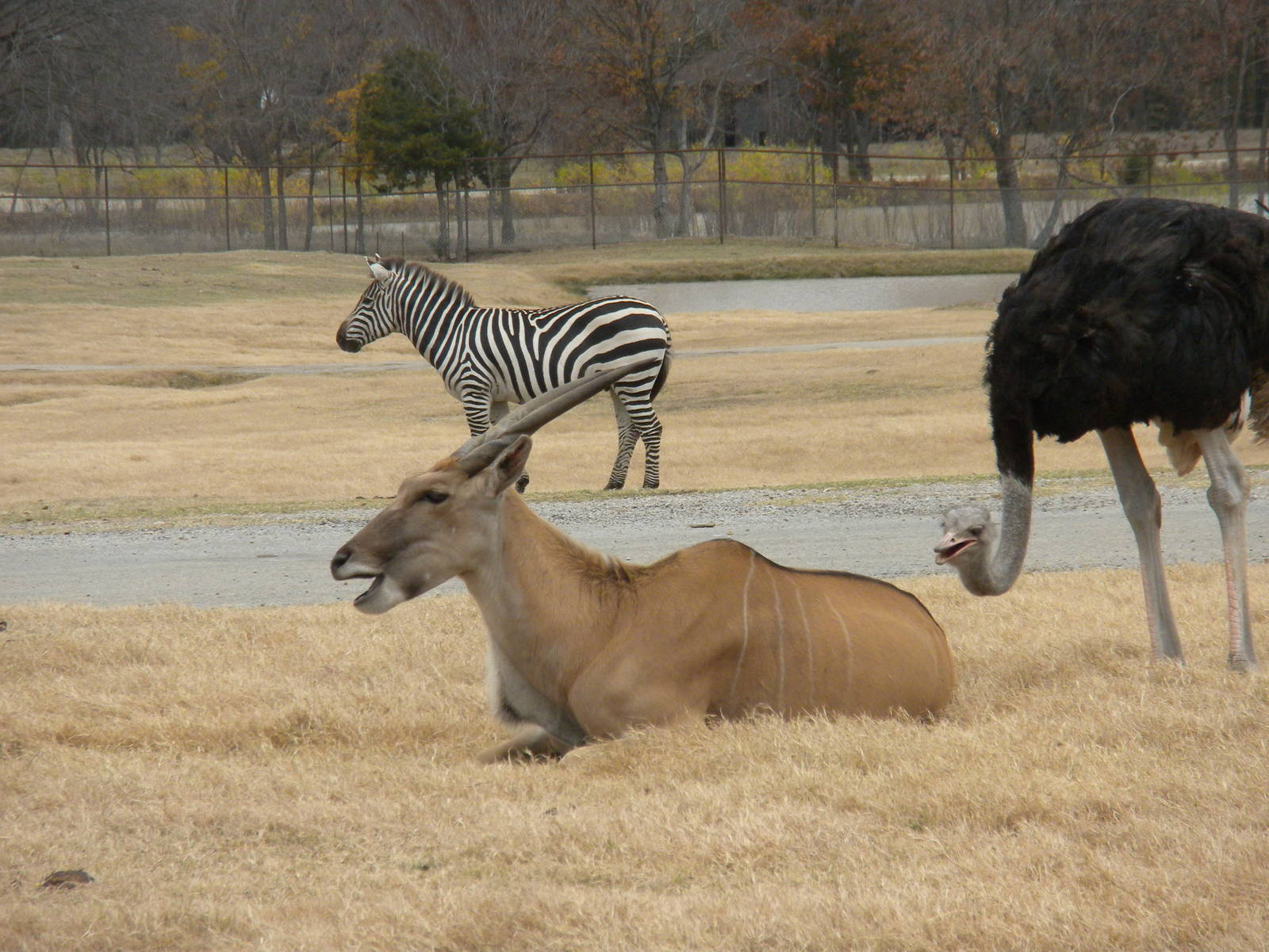 Eland, Grant's Zebra, Ostrich