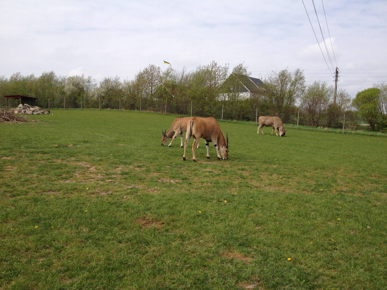 Eland grazing