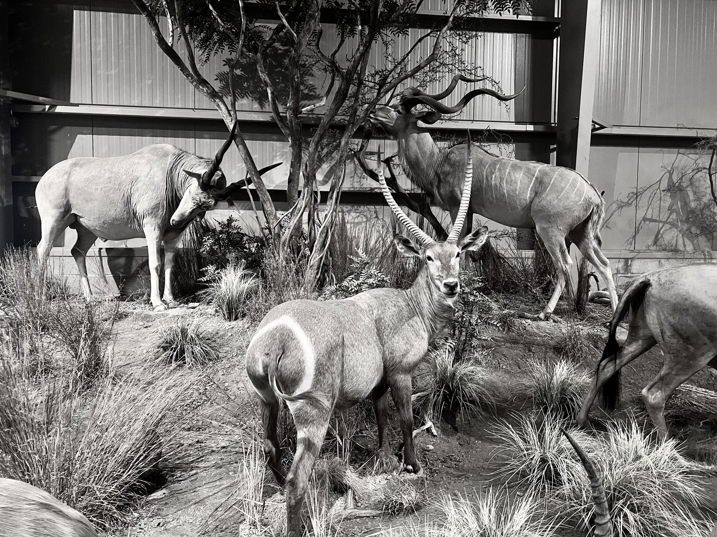 Eland, Greater Kudu, Waterbuck