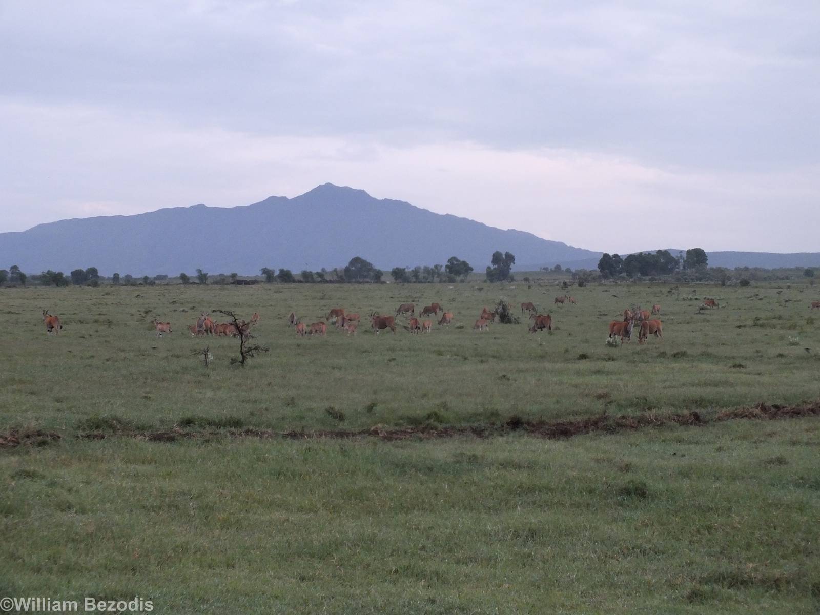 Eland Group Just Before Dark - Hell's Gate National Park
