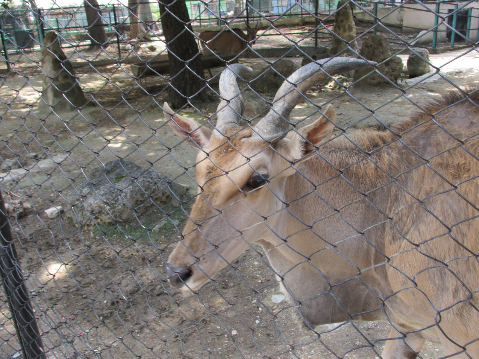 eland havana zoo