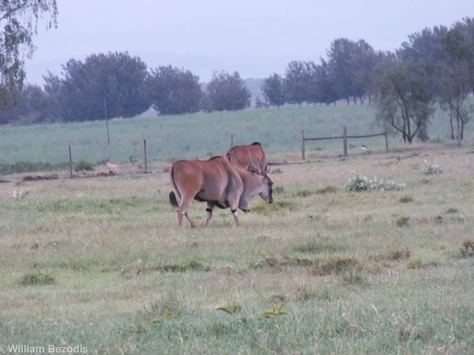 Eland - Hell's Gate National Park