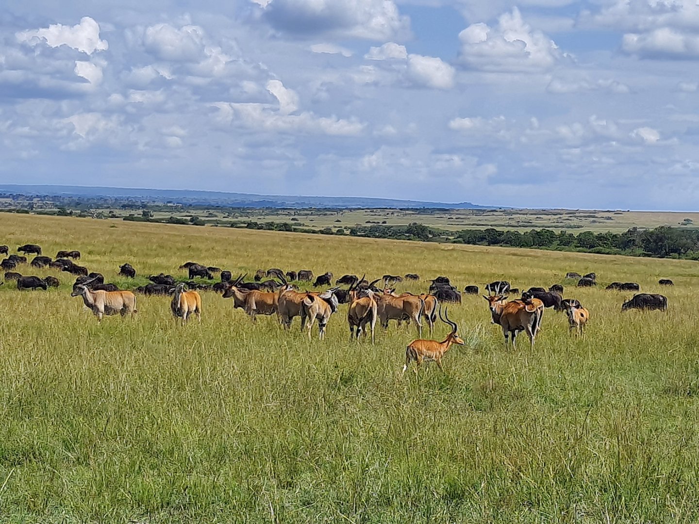 Eland herd and Impala