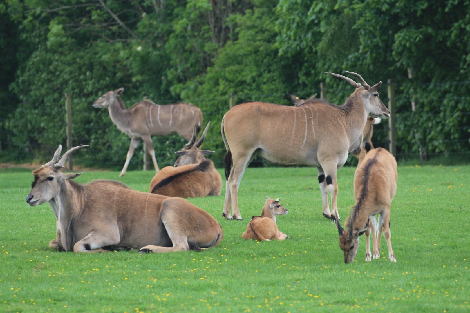 Eland herd (with kudu friend)