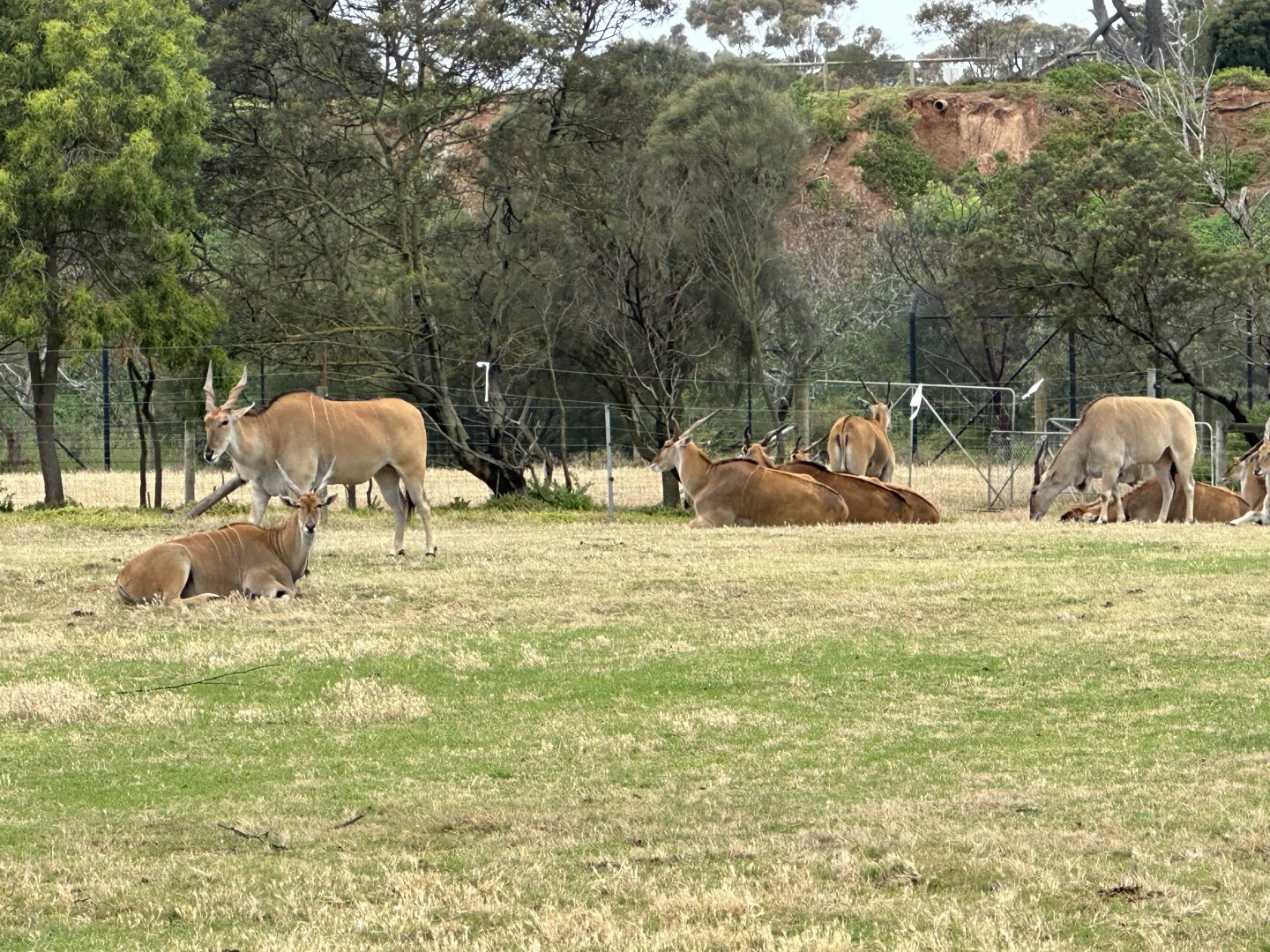 Eland Herd