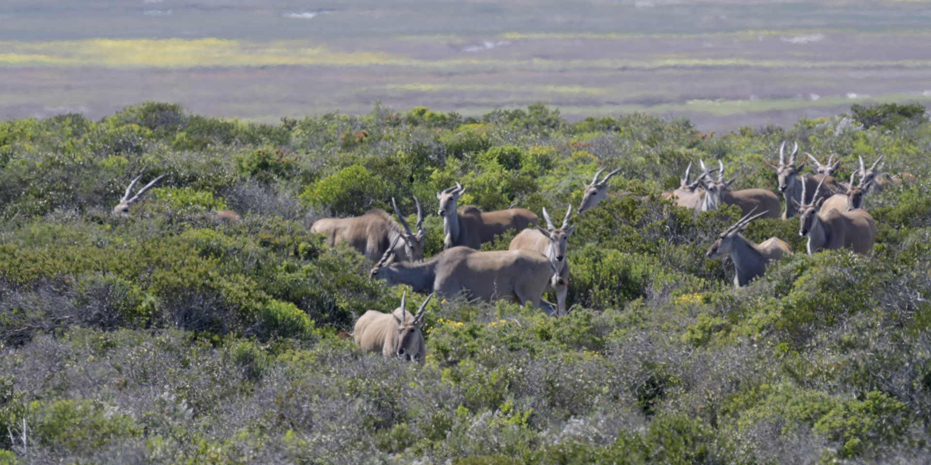 Eland herd