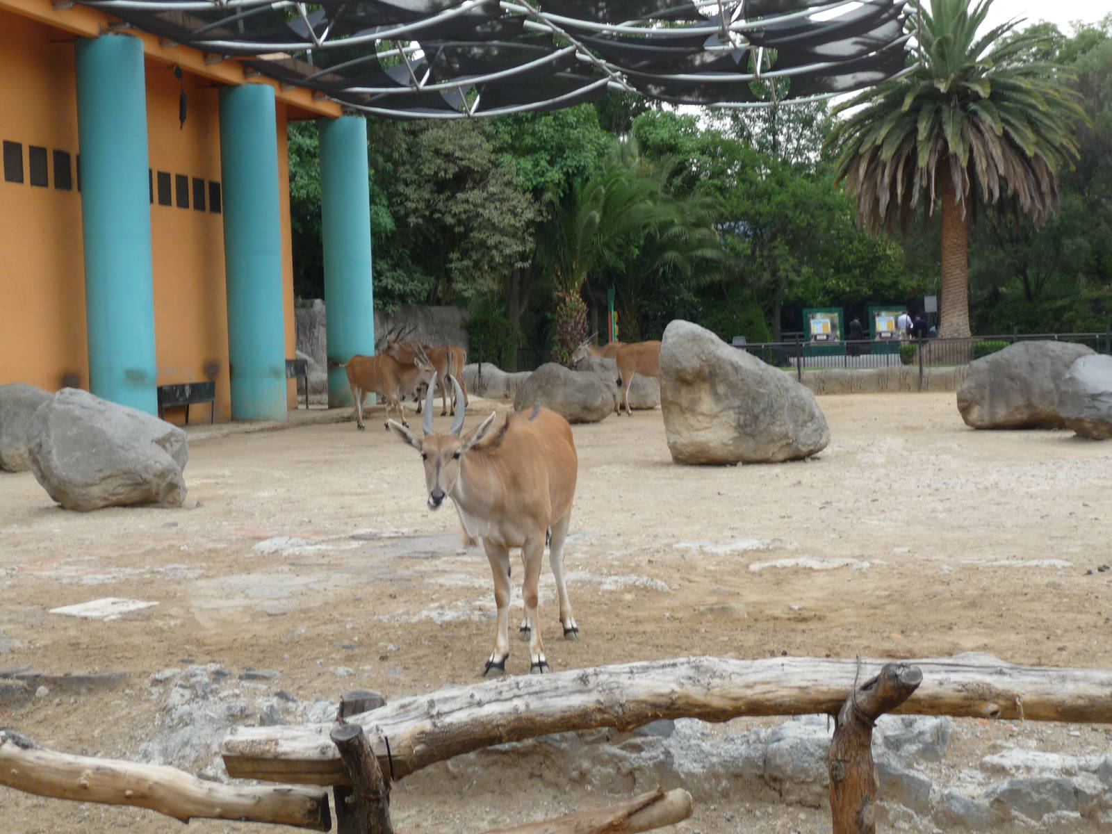 eland in former elephant yard  chapultepec zoo