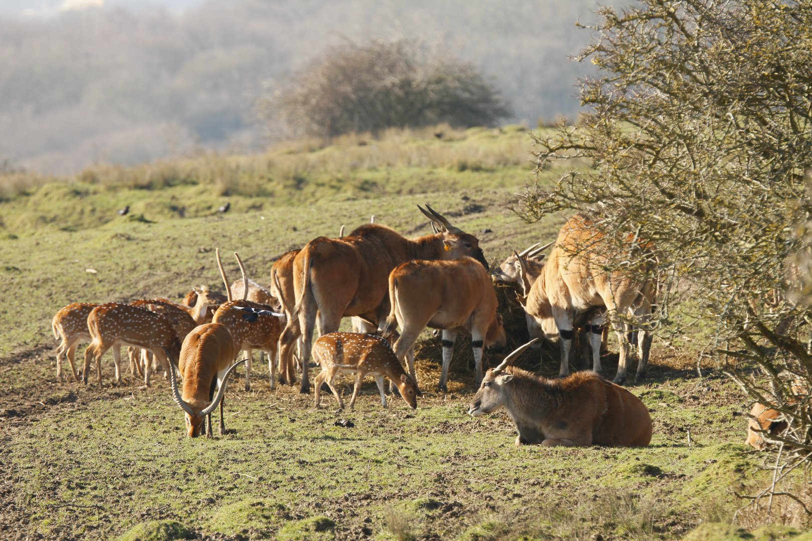 Eland, lechwe & chital