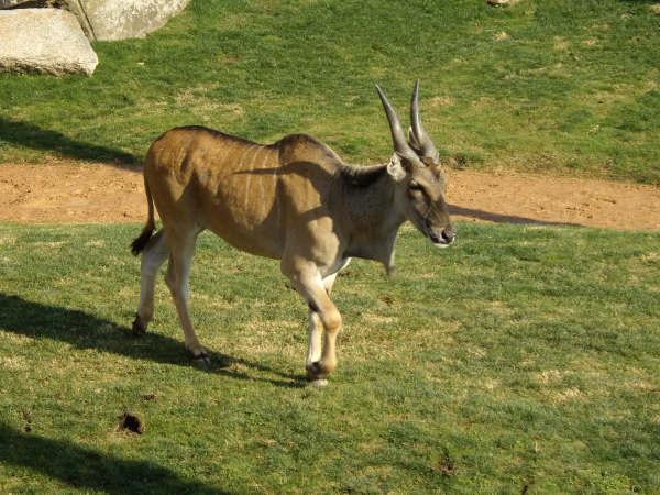 Eland male