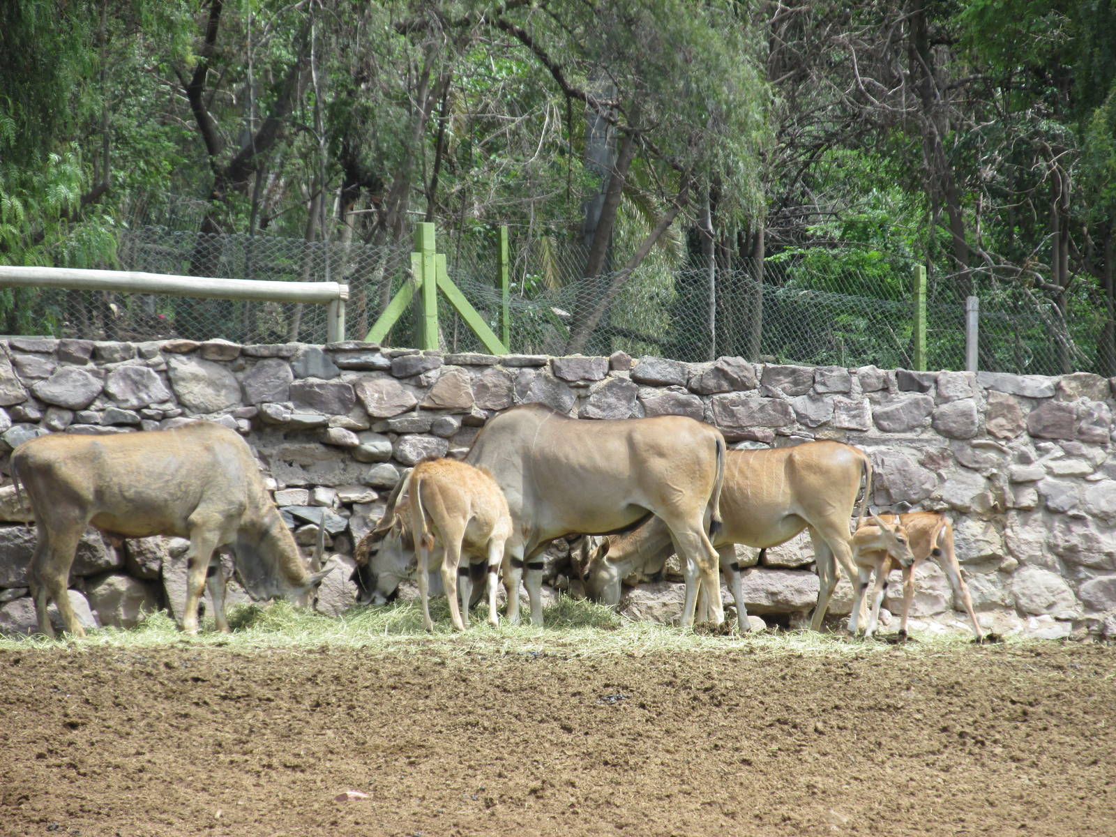eland mendoza zoo