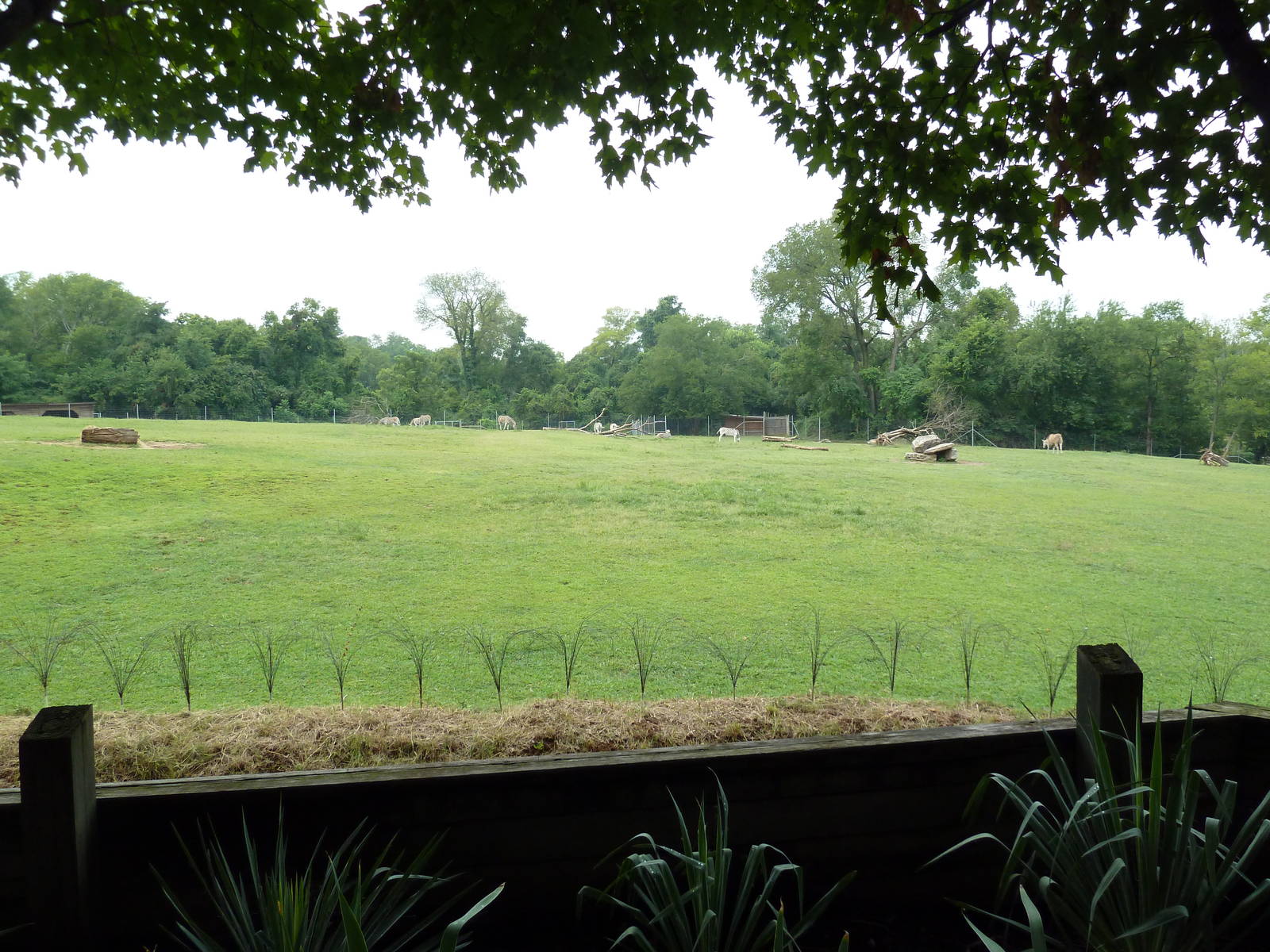 Eland/Ostrich/Damara Zebra Exhibit