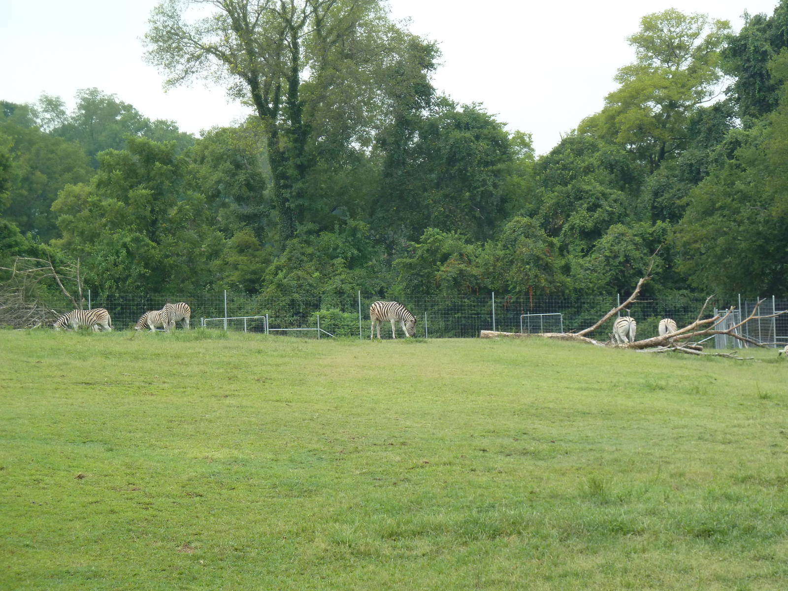 Eland/Ostrich/Damara Zebra Exhibit