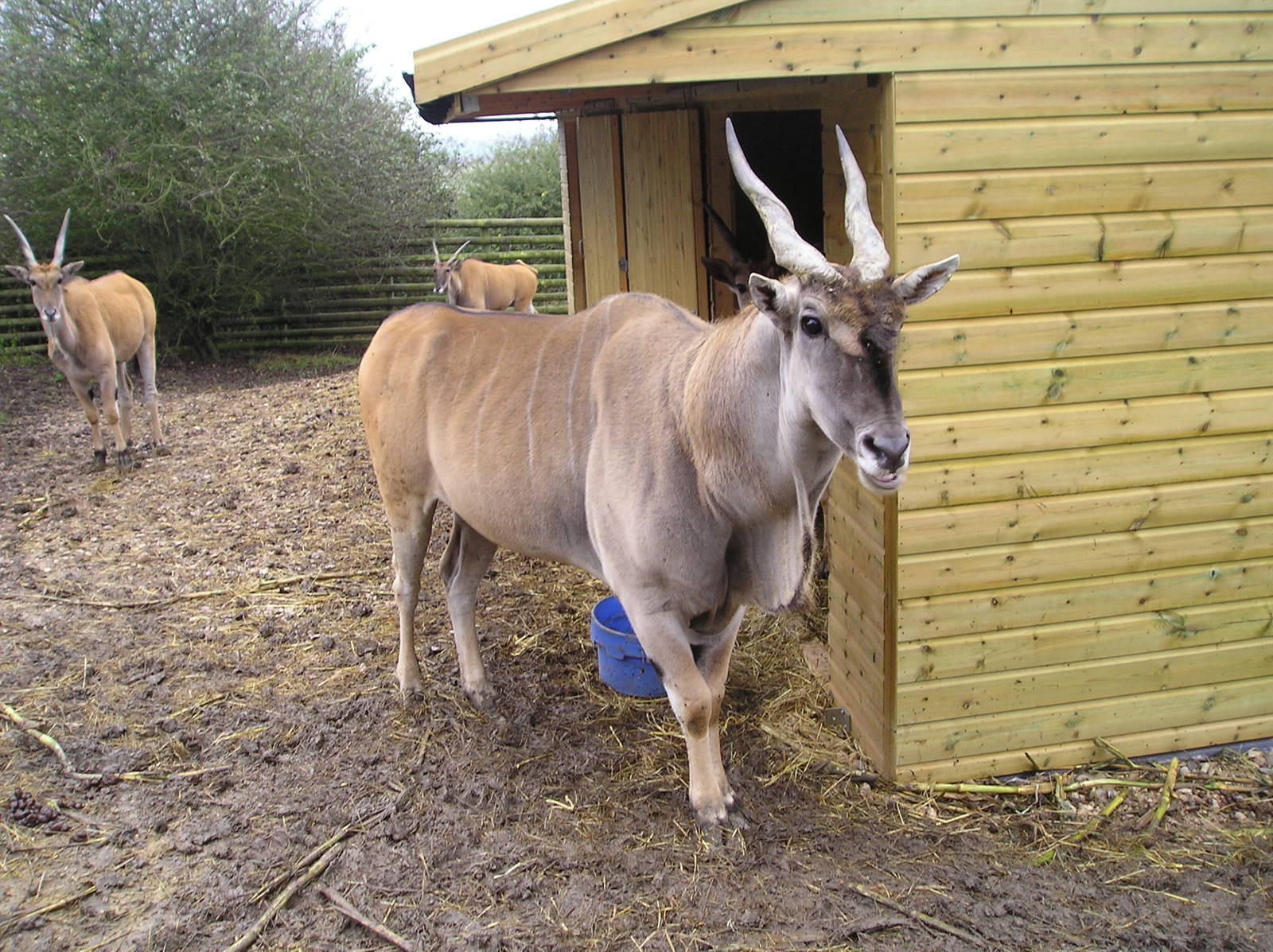 Eland - Port lympne 05