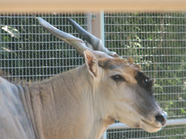 Eland portrait