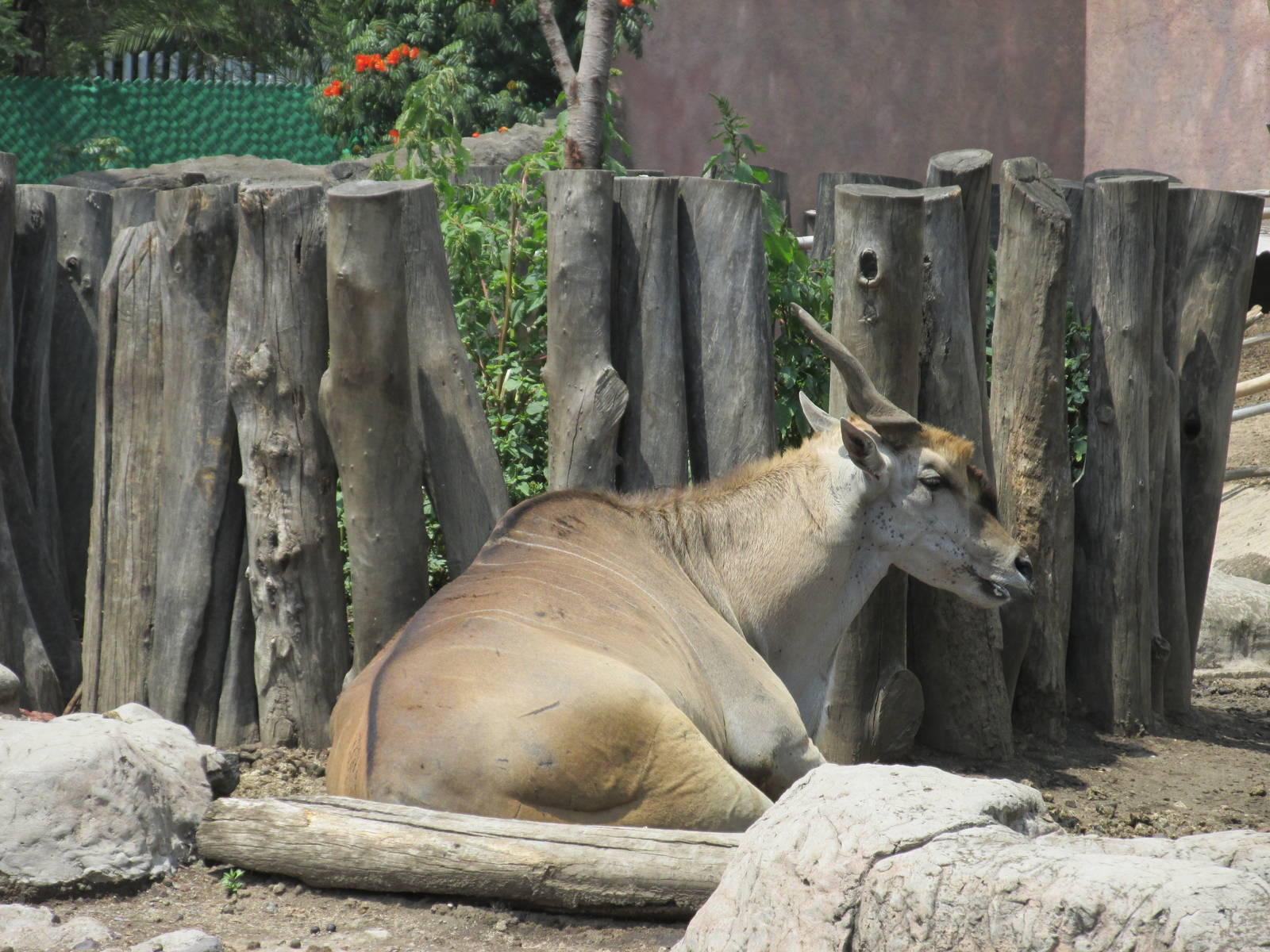 eland  san juan de aragon zoo