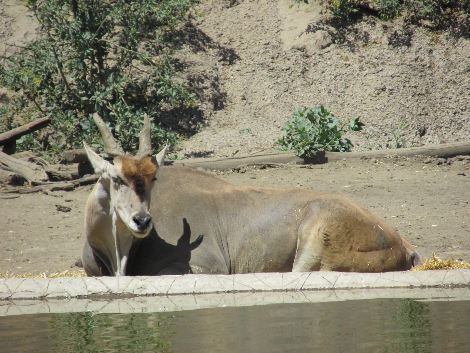 eland  san juan de aragon zoo