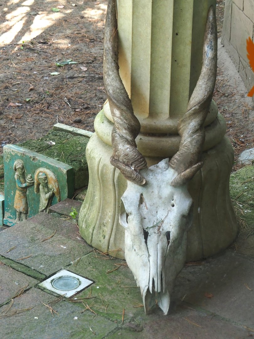 Eland skull in vulture aviary, 2023-09-24
