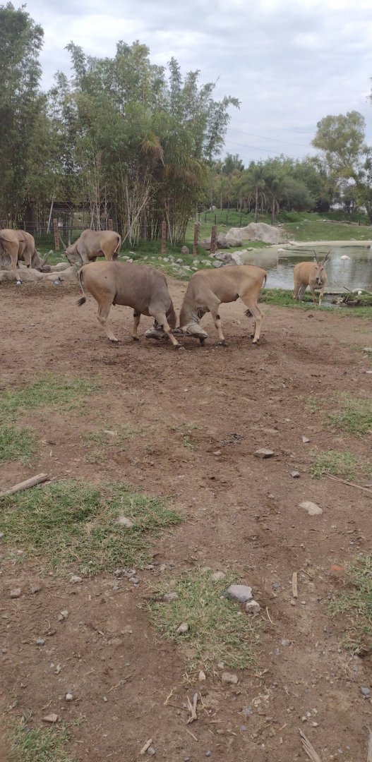 Eland sparring