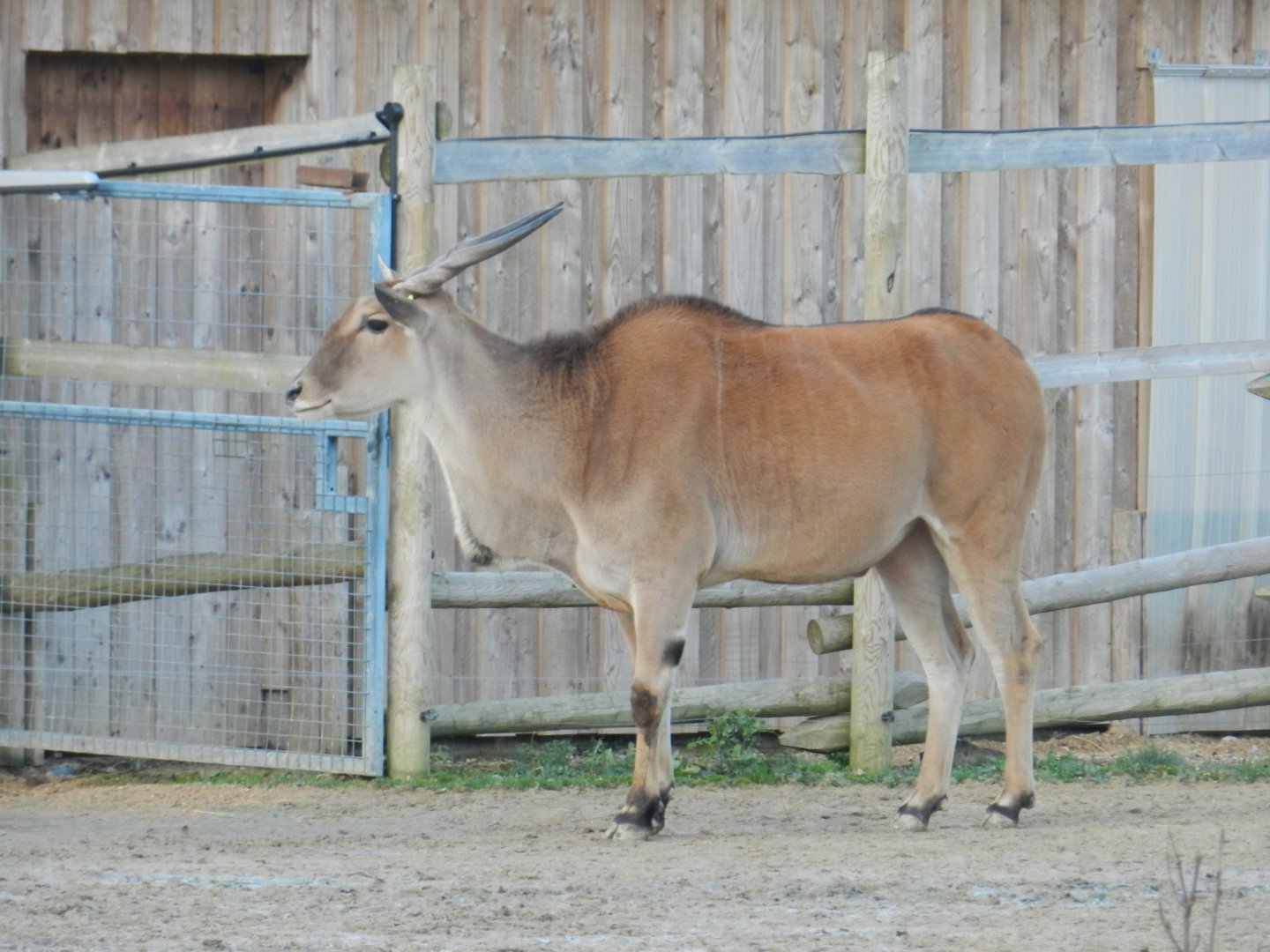 Eland (Taurotragus oryx) at The Wild Place Project, England