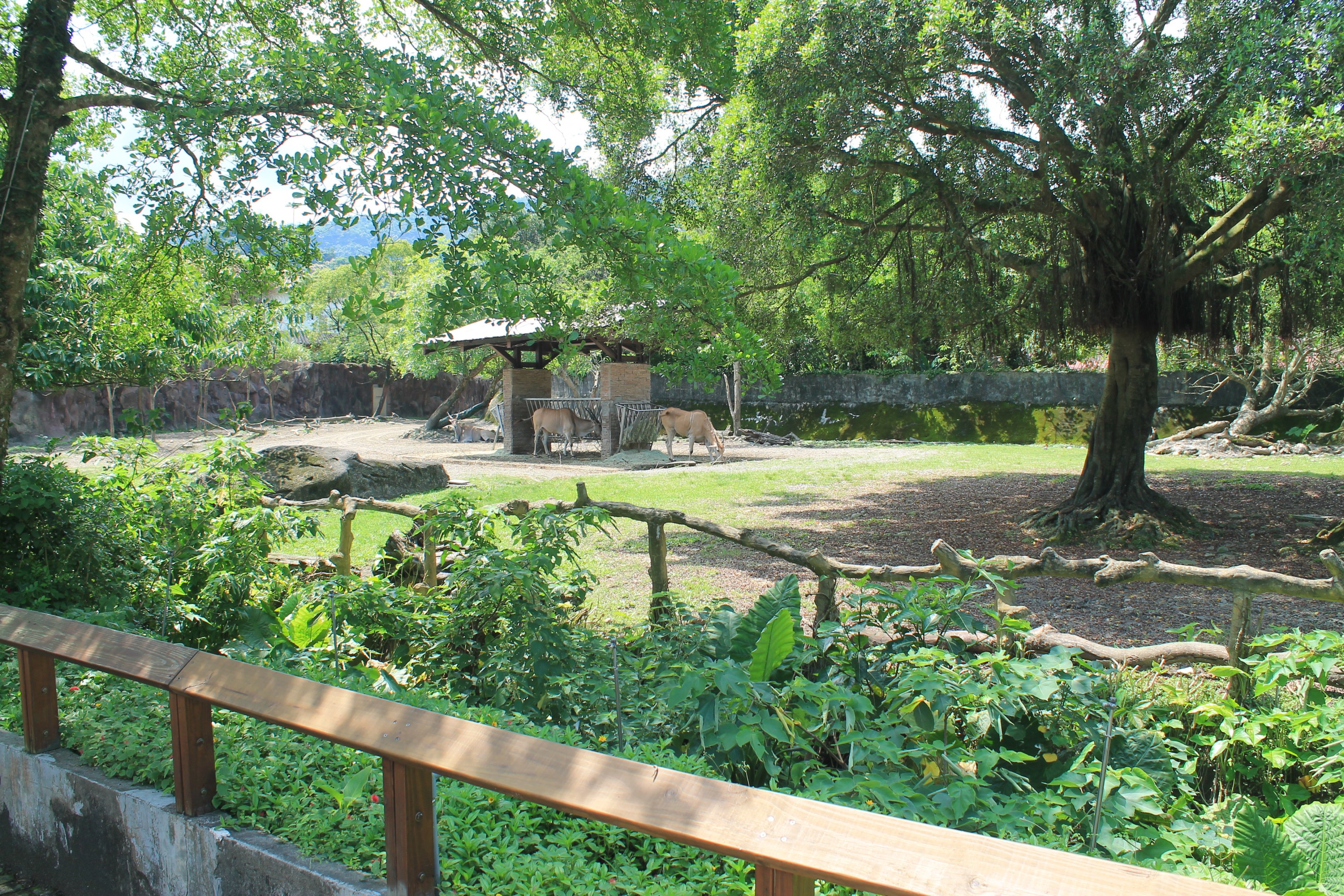 Eland (Taurotragus oryx) enclosure