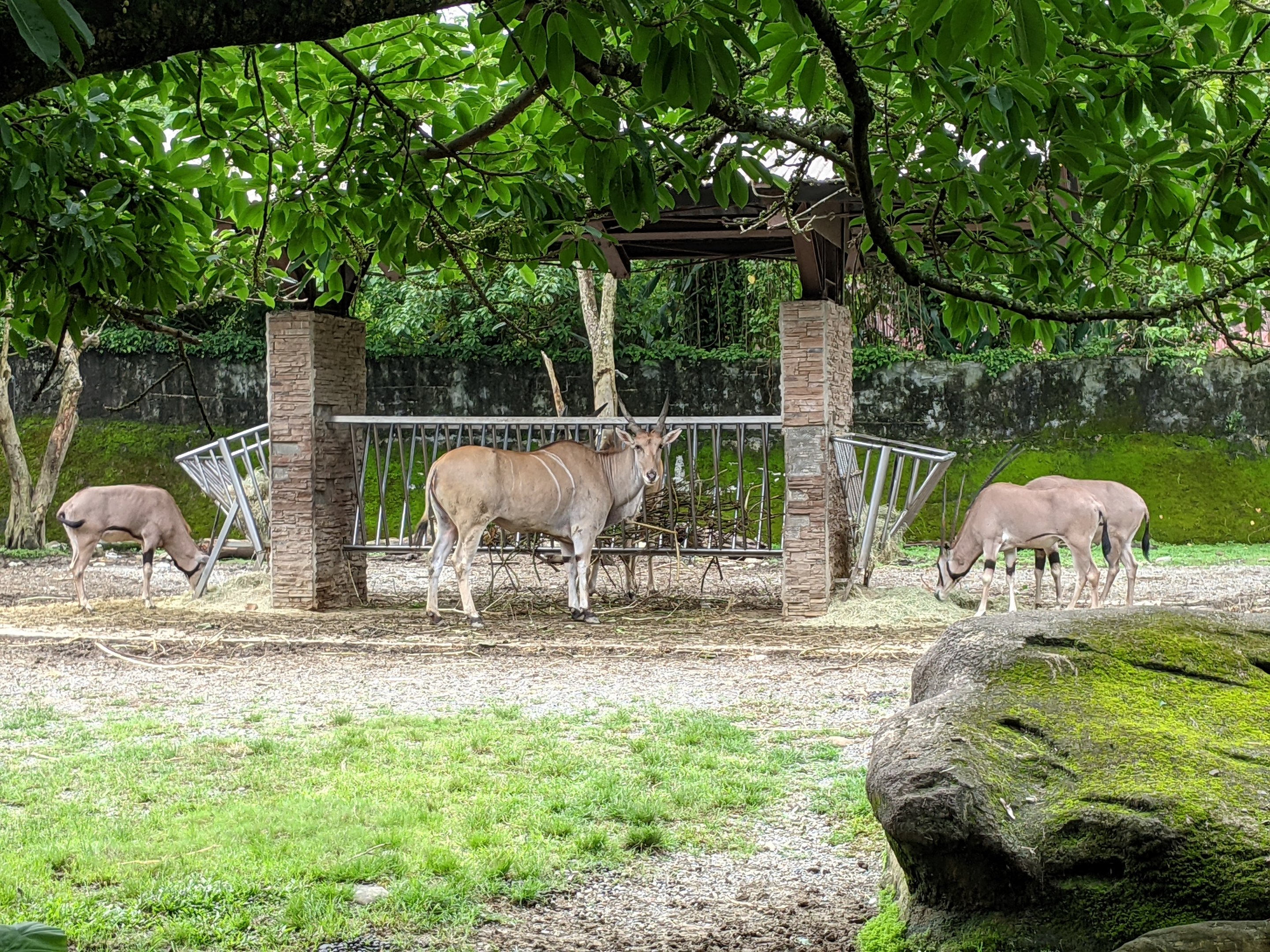 Eland (Taurotragus oryx) enclosure
