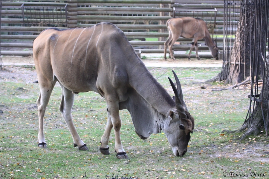 Eland (Taurotragus oryx)