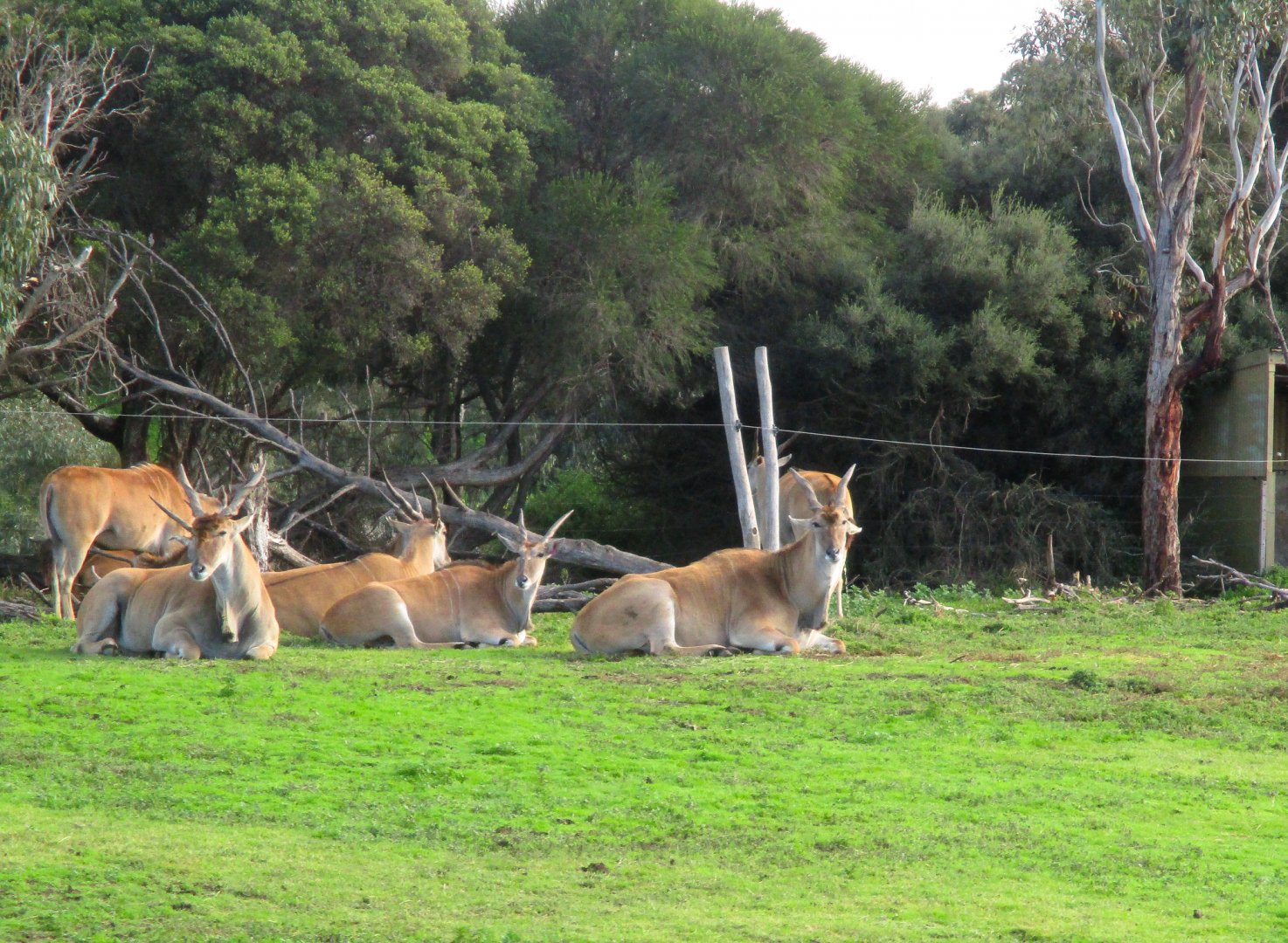 Eland (Taurotragus oryx)