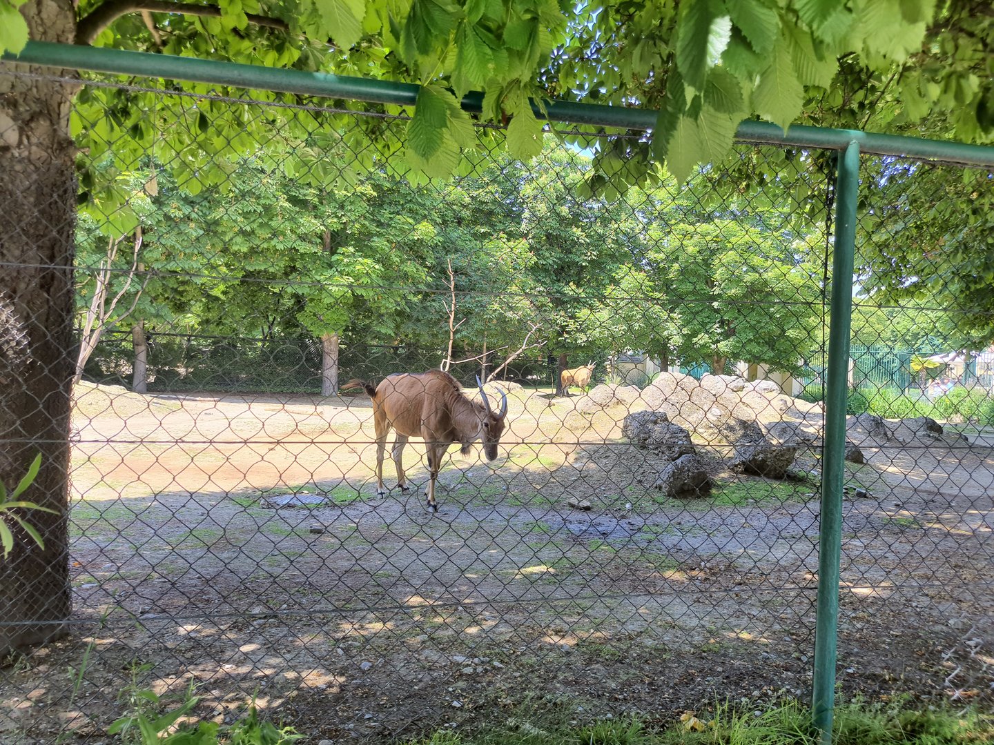 Eland- Tiergarten Schönbrunn