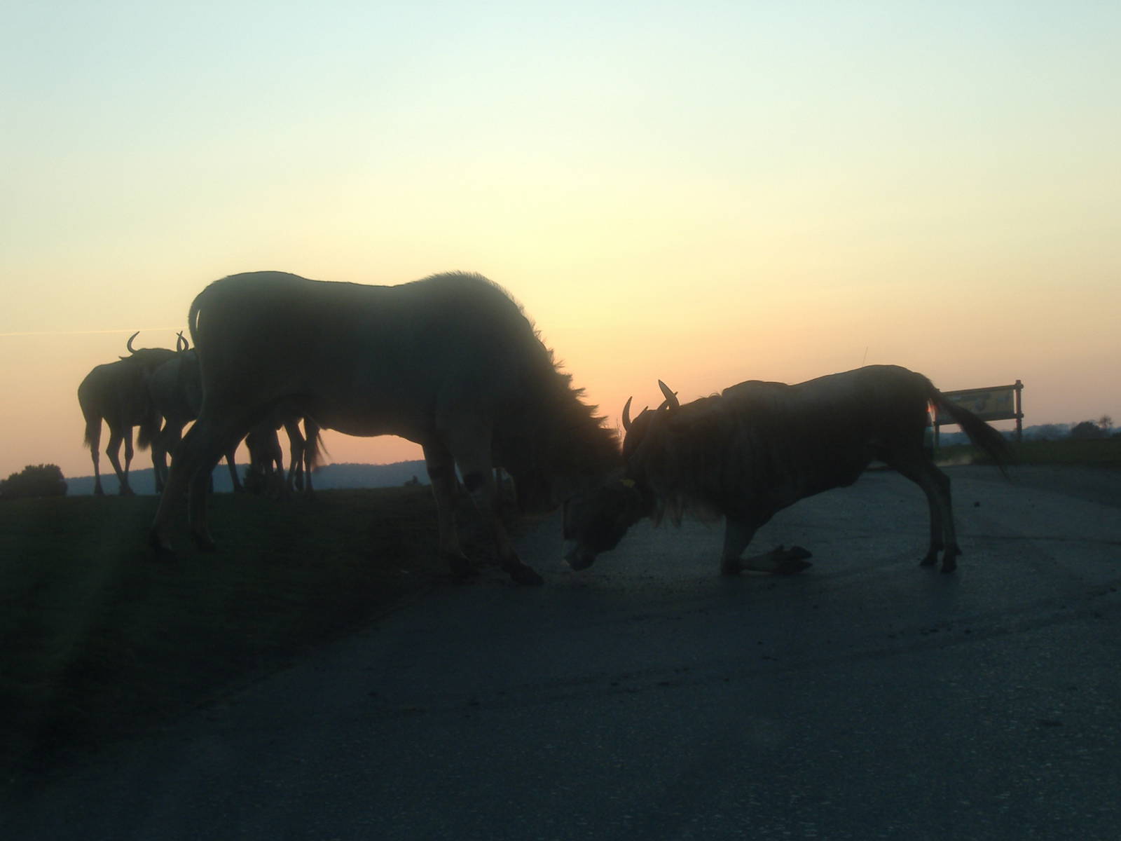 Eland v Wildebeeste West Midlands February 2008