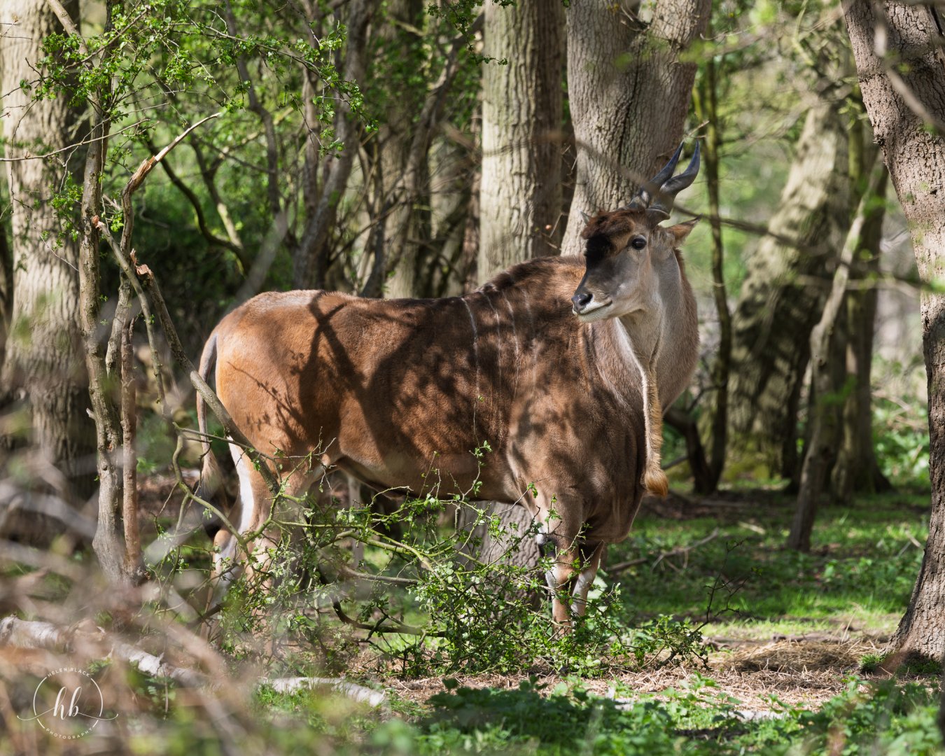 Eland / Watatunga / 16-4-25