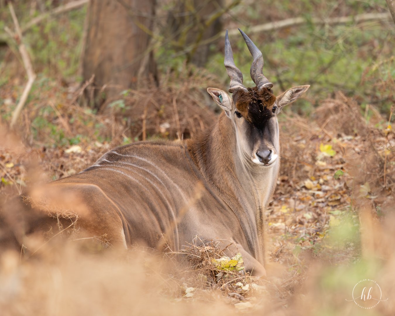 Eland / Watatunga / 20-11-24