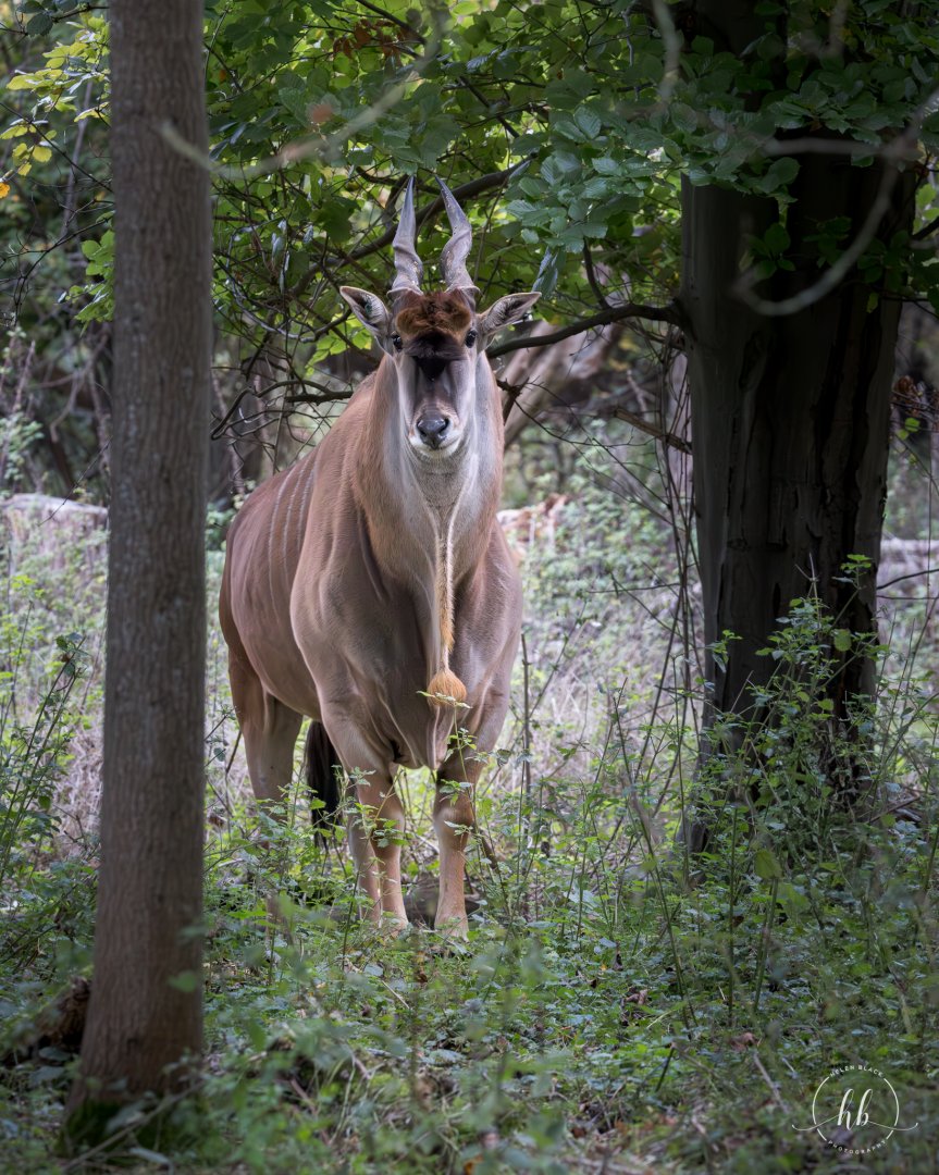 Eland  / Watatunga / 21-10-24