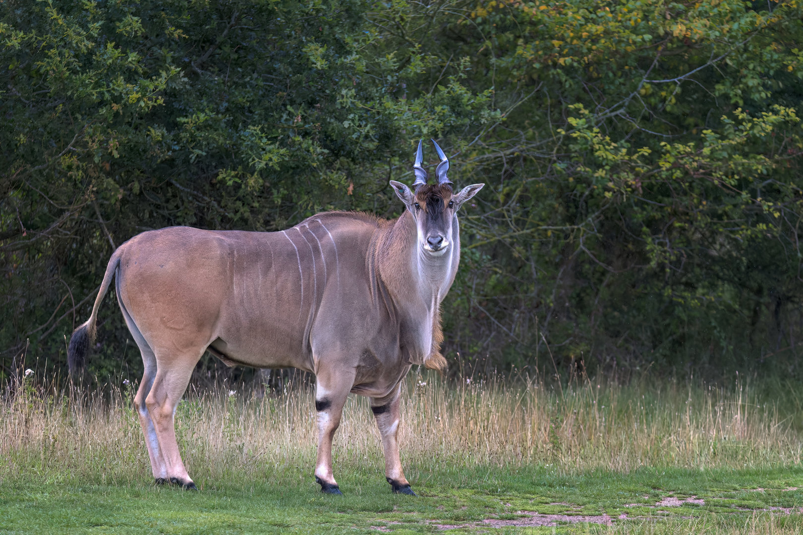 Eland / Watatunga / 30-7-23