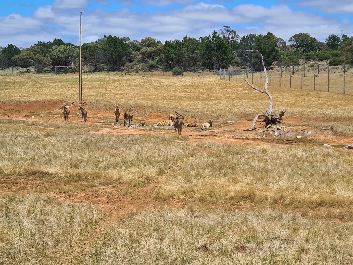 Eland with calves in a tight creche