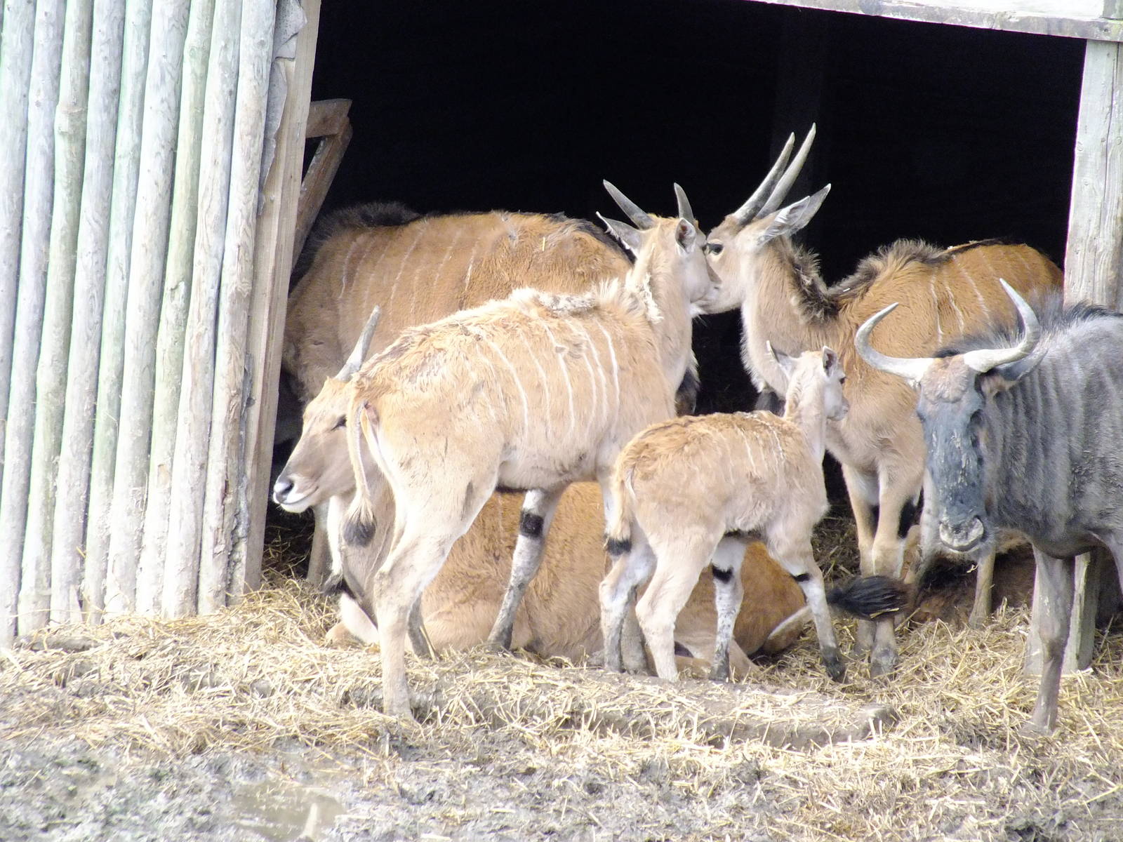 Eland with Young and Gnu in African Experience
