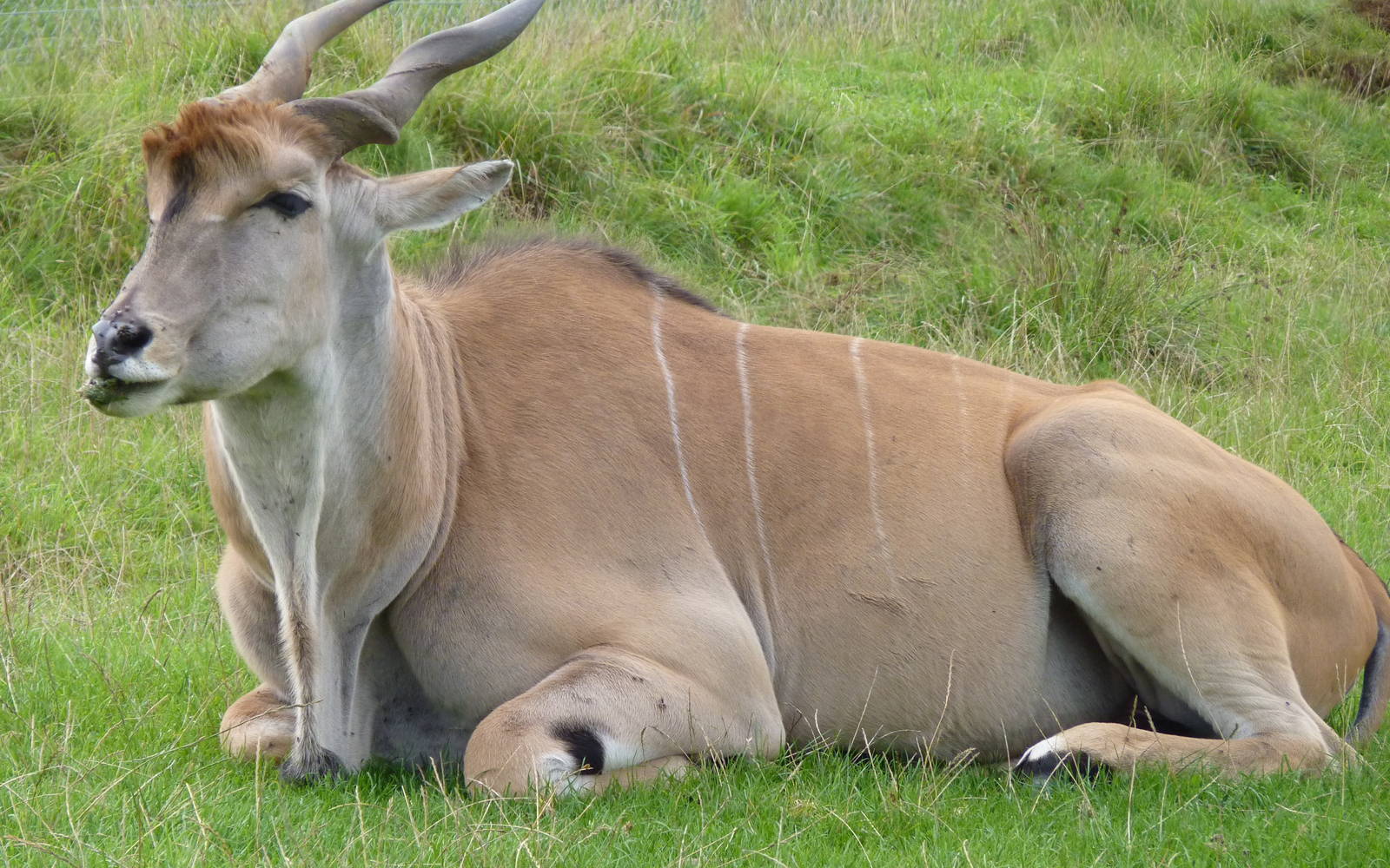Eland