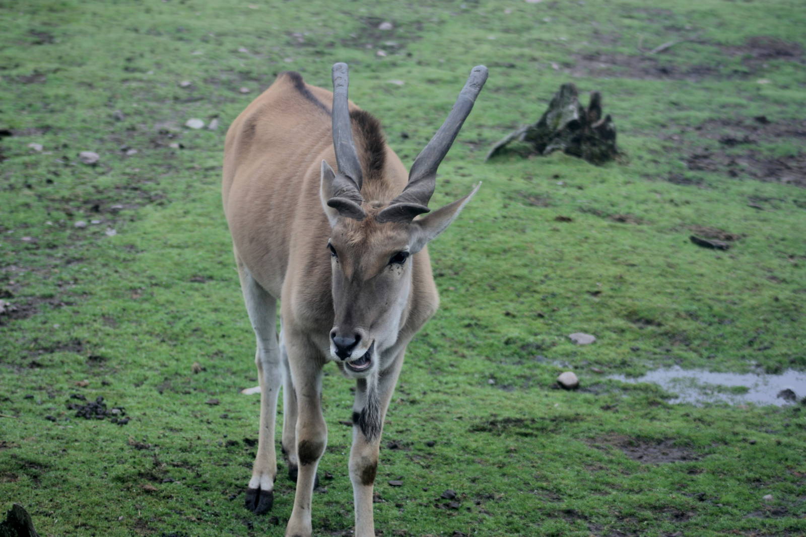 Eland