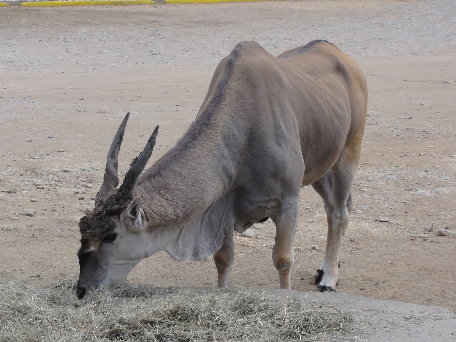 Eland