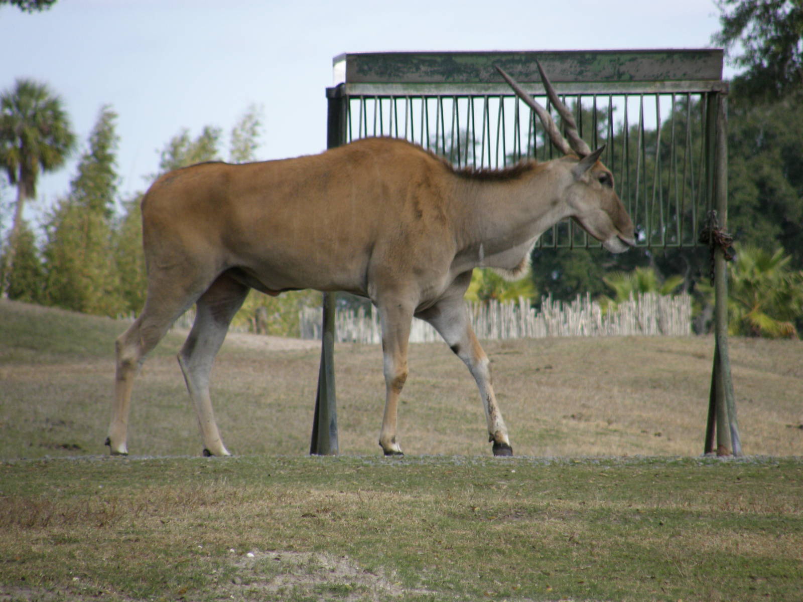 eland