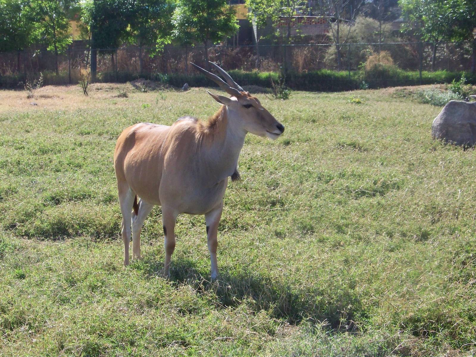 Eland