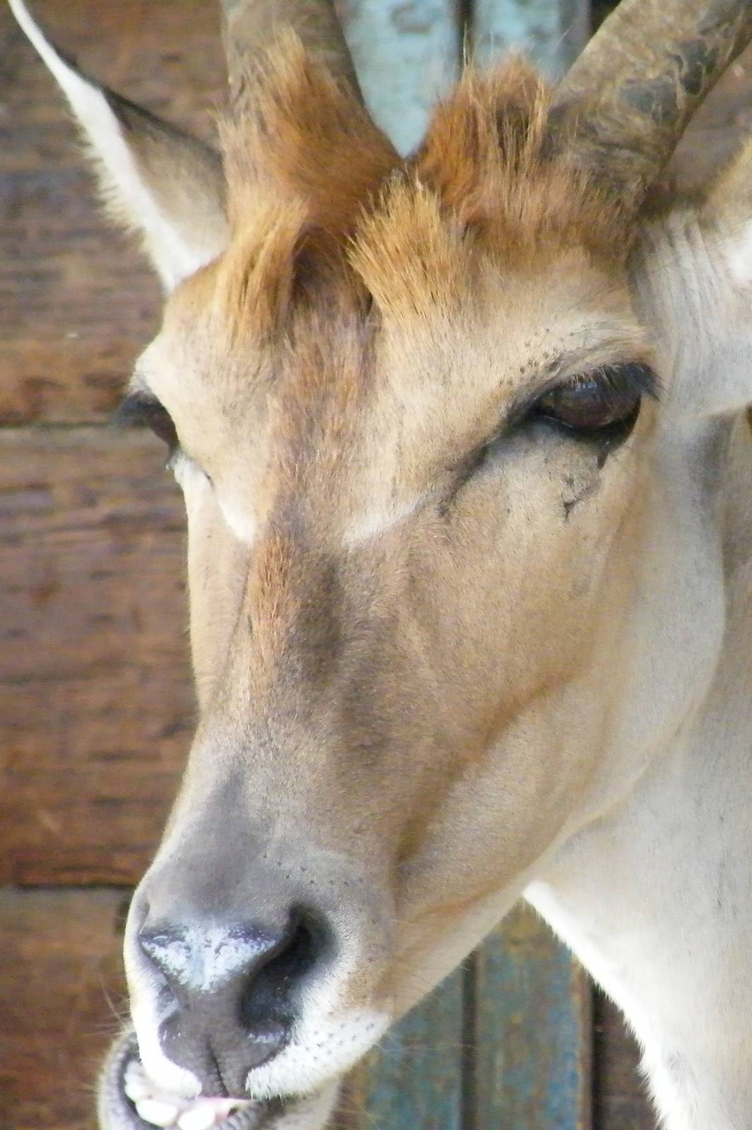 Eland