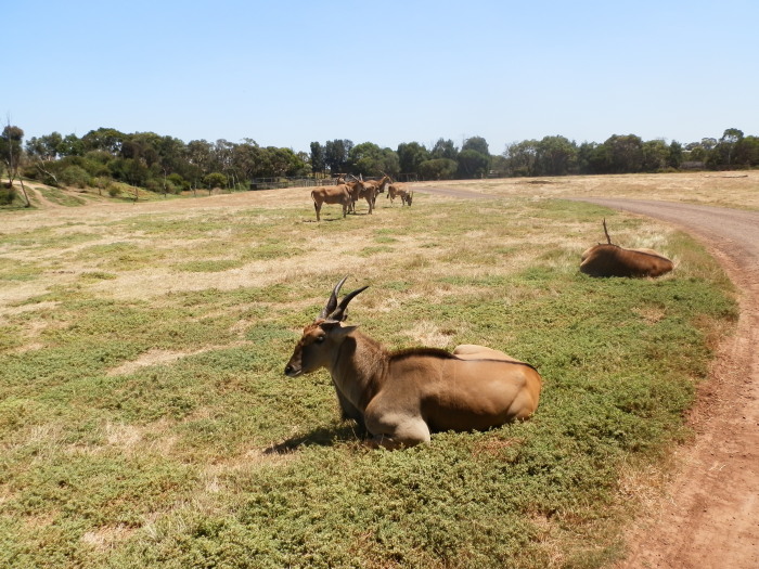 Eland