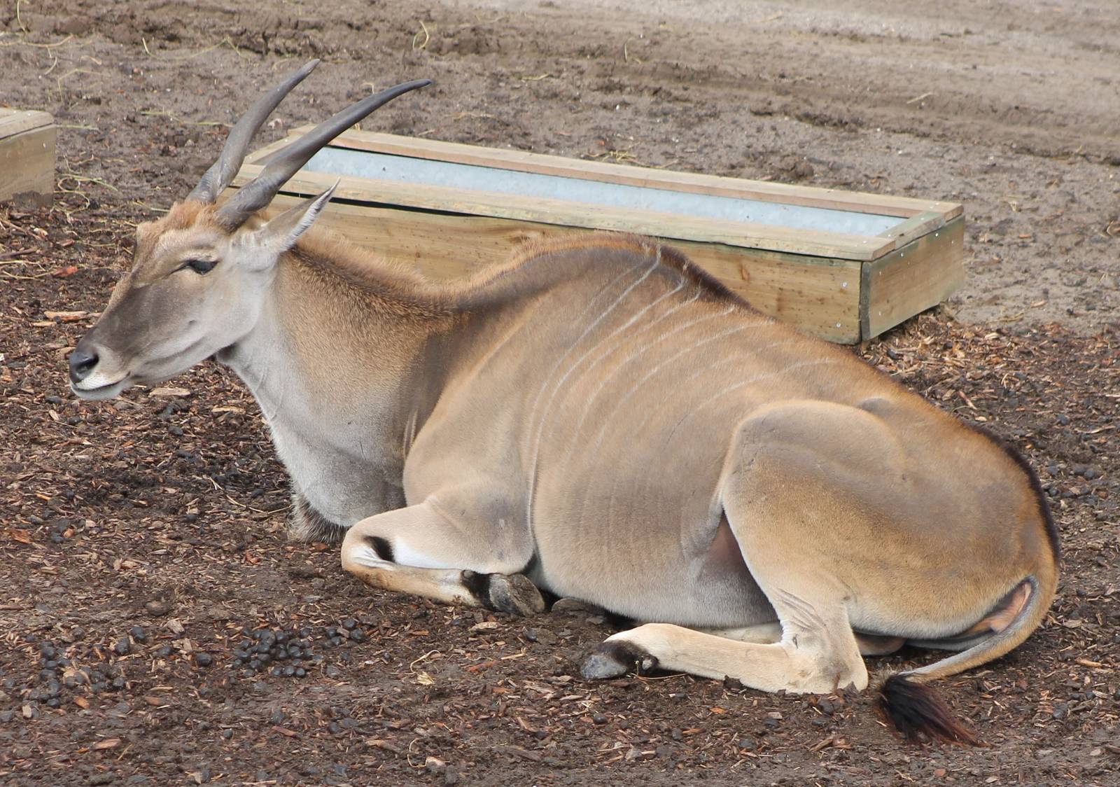 eland
