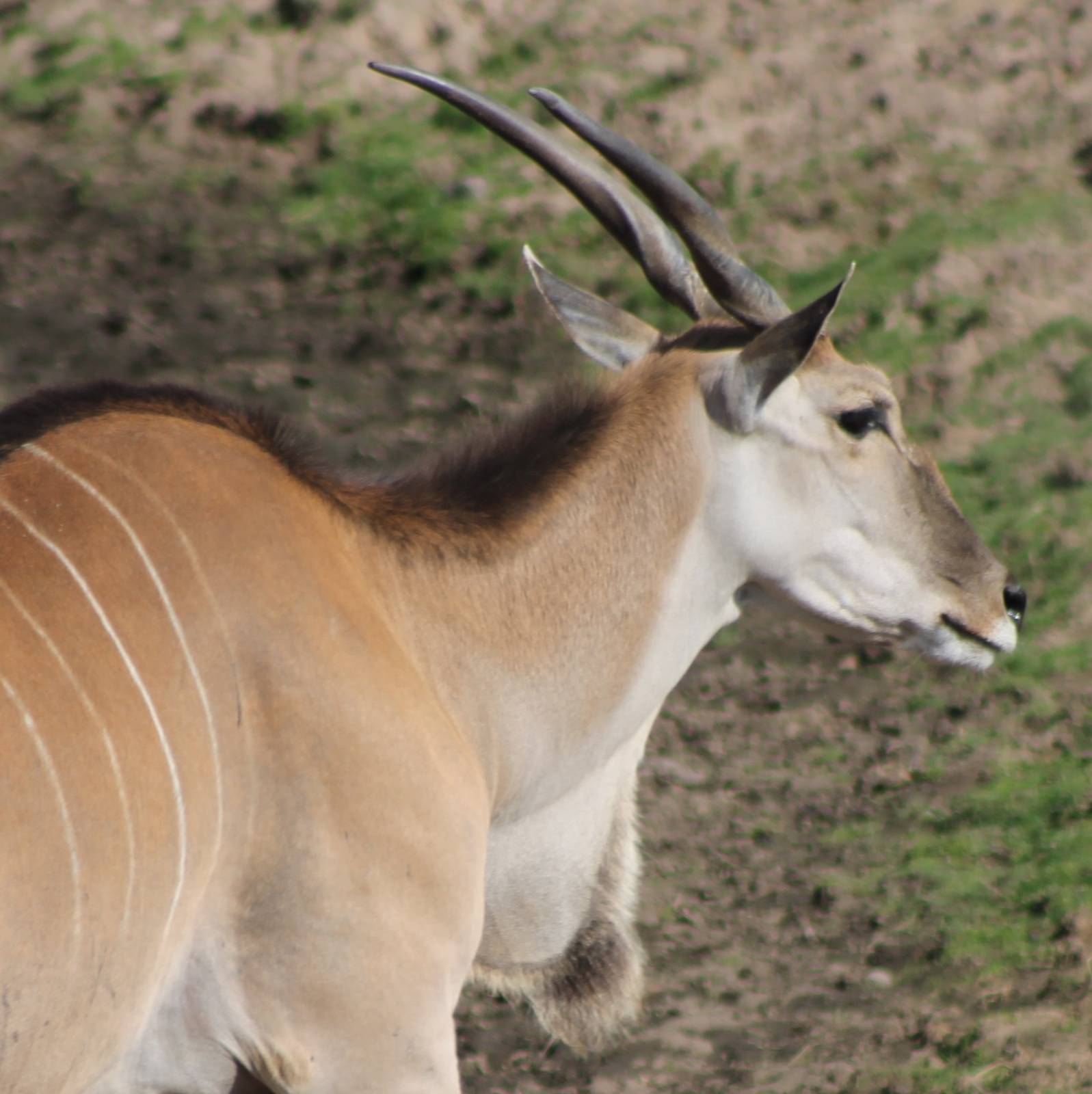 Eland