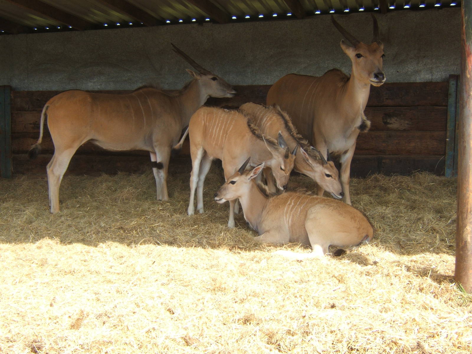 Eland
