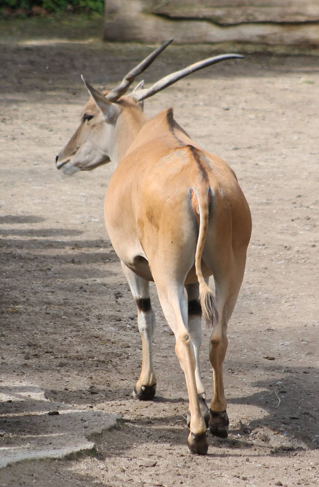 Eland