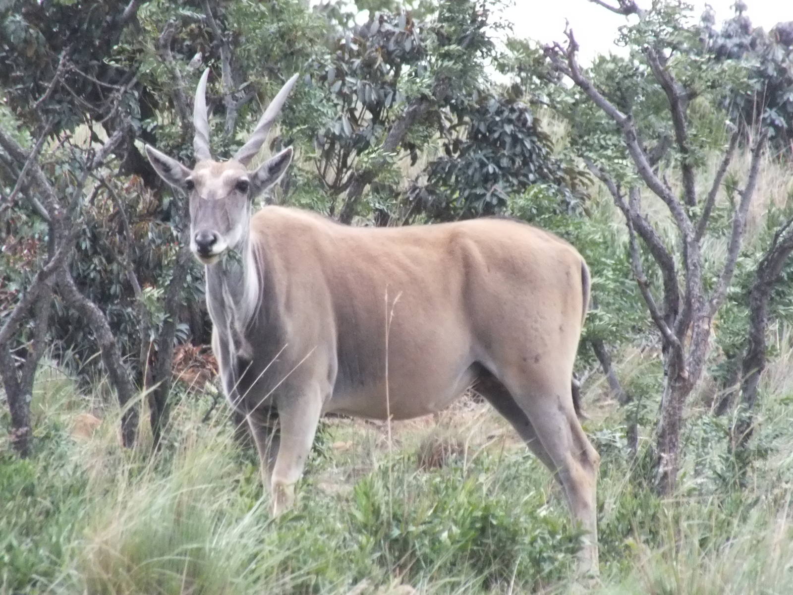 Eland