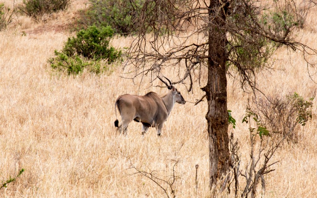 Eland