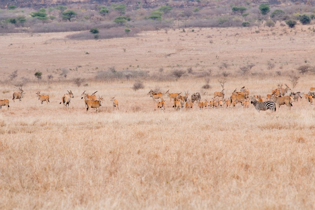 Eland